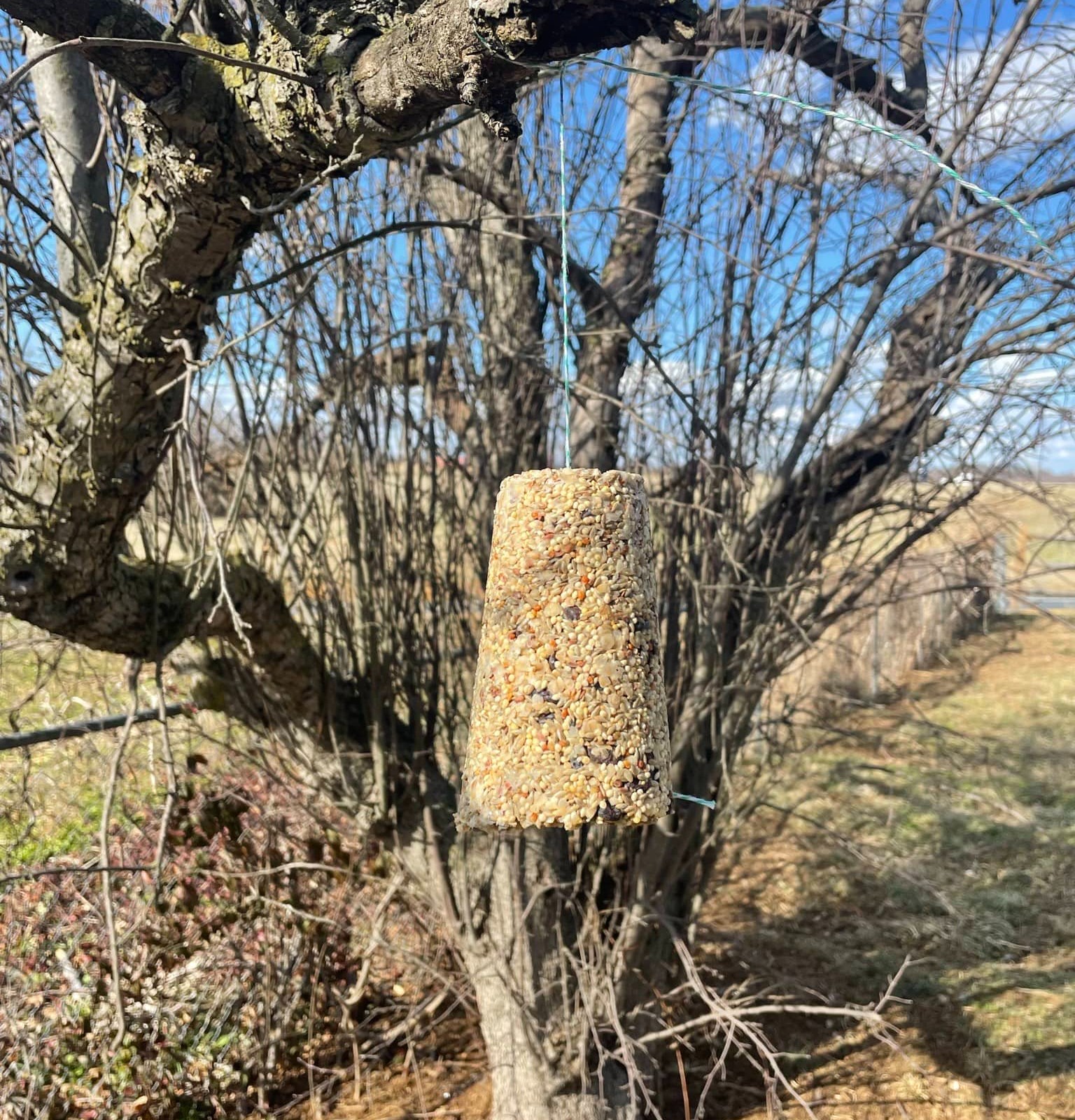 Homemade bird feeder